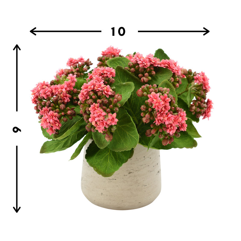 Kalanchoe Arrangement in Fiberstone Pot, Pink