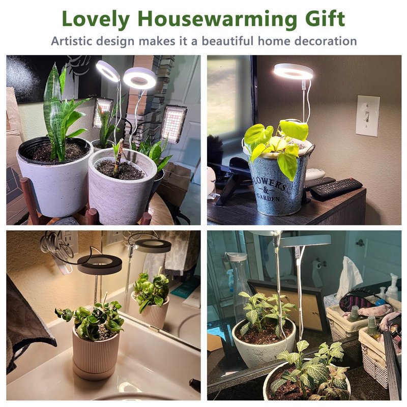 Naomi Grow Light