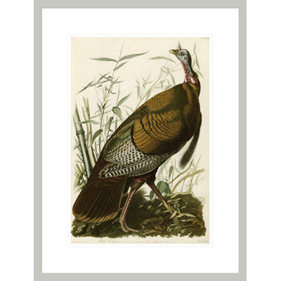 «Wild Turquie» par John James Audubon, impression giclée sur cadre