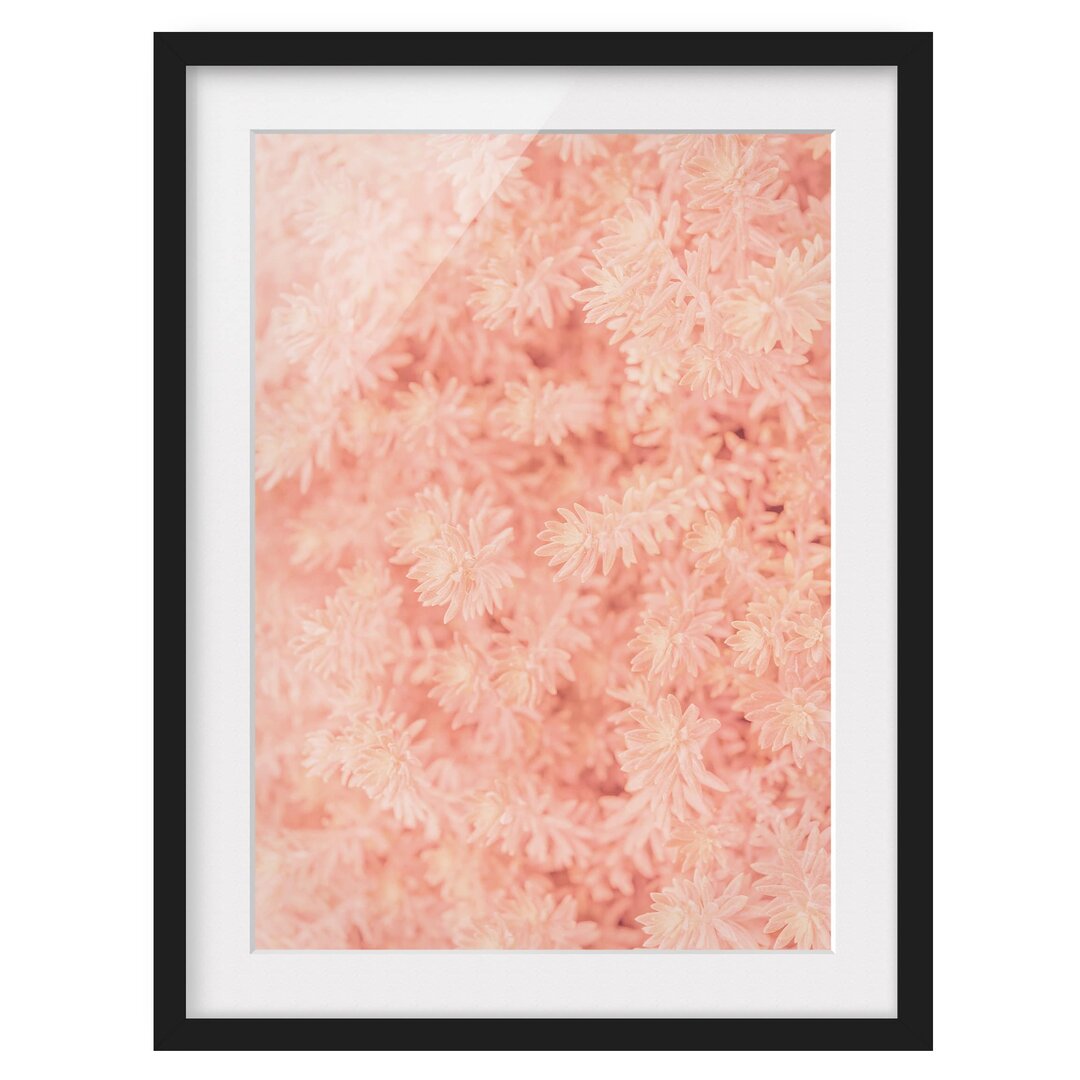 Gerahmter Fotodruck Pink Rosemary