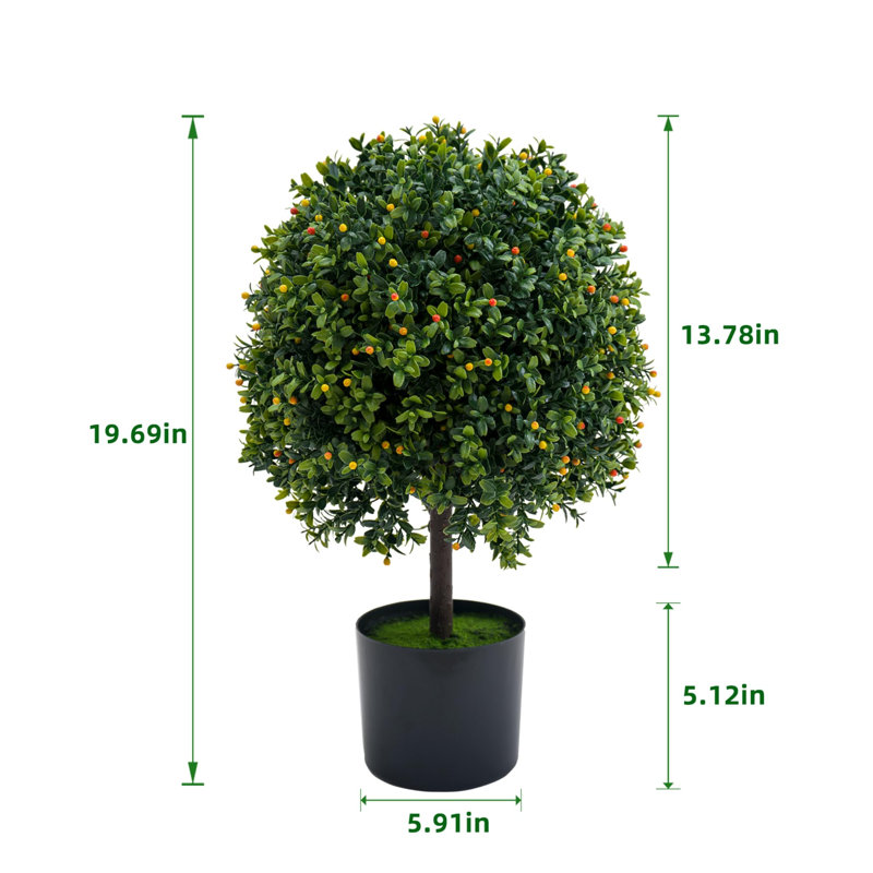 11.42cm Plant