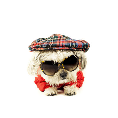 Terrier par Lcepparo