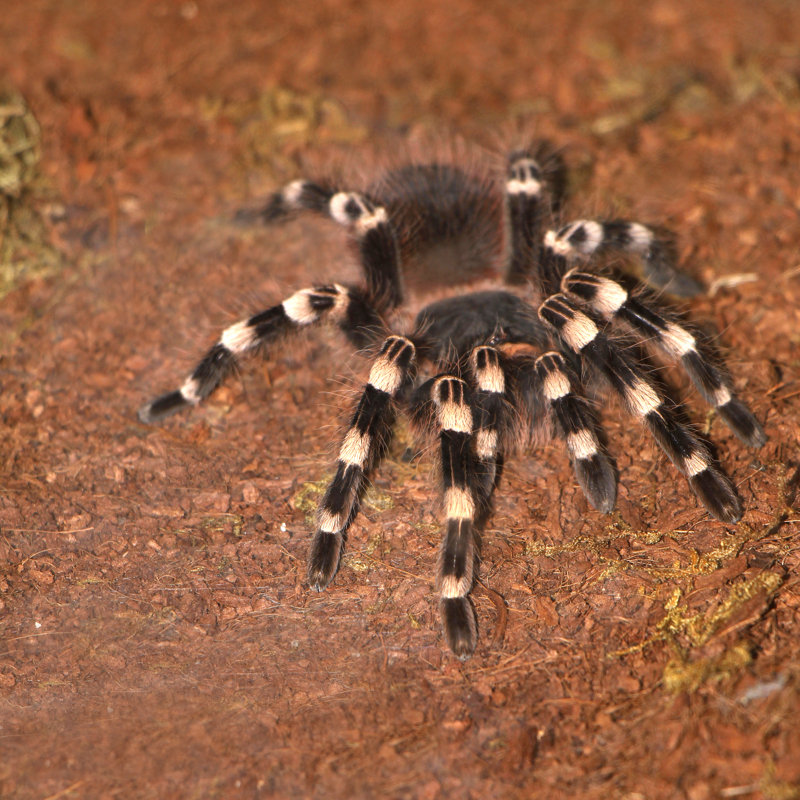 Derinna Tarantula sur toile par Ivansmuk, photographie, H 12 po x l 12 po