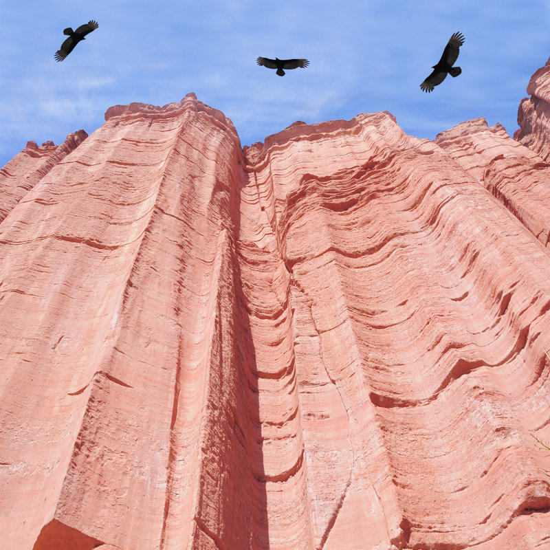 Bartho Condors - Wrapped Canvas Print, 51cm H x 51cm W x 3.8cm D