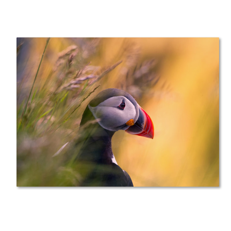 « resting puffin' », impression sur toile tendue, H 35 po x l 47 po