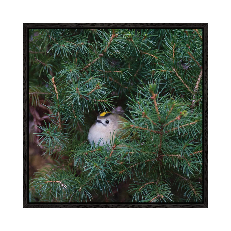 Little Bird In A Big World by Mateusz Piesiak - Floater Frame Print on Canvas, Black Framed Canvas, 66.04 cm H x 66.04 cm W