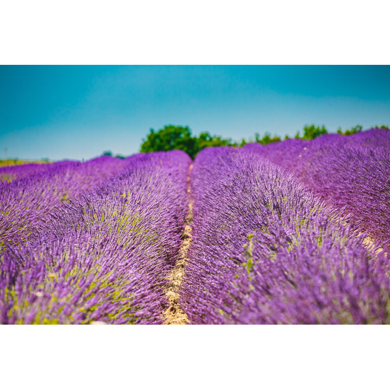 Netta Netta Bright Purple Lavender Flowers - Wrapped Canvas Print, 30cm H x 46cm W x 3.8cm D
