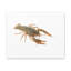 «Cray Fish Hunting», art mural animaux-740573130