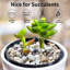 Natural Stone Landscape & Nature Garden Stone
