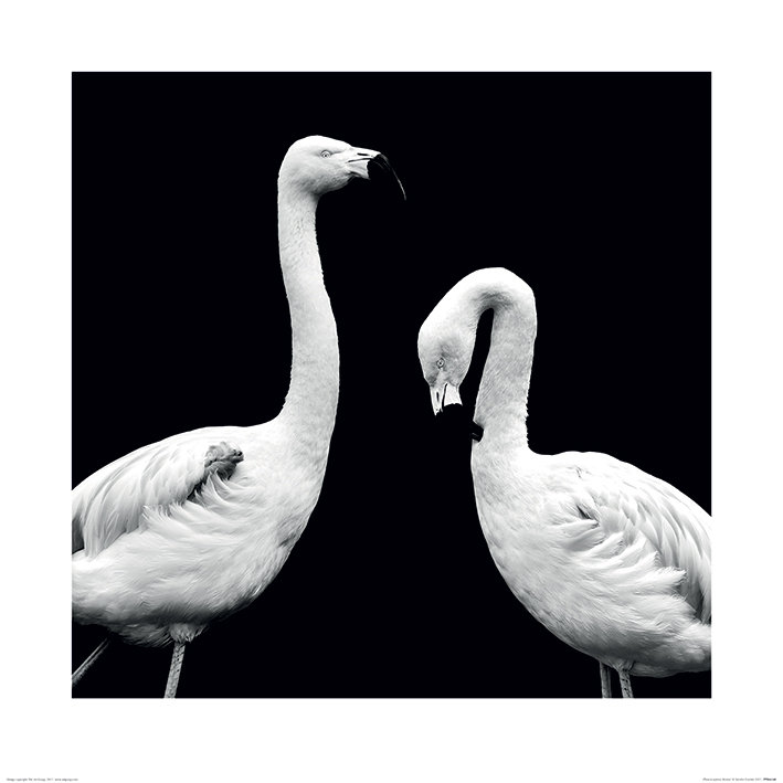 Marina Cano - No Frame Print, 40cm H x 40cm W