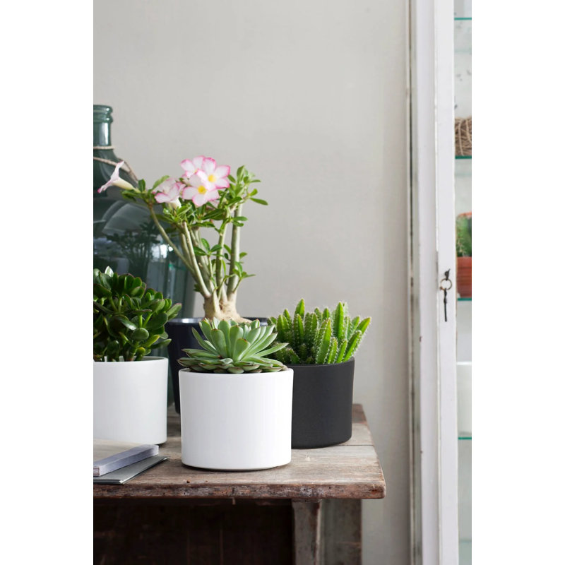 Carlis Ceramic Pot Planter