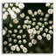 «Little White Flowers» par Tom Quartermaine-338229783