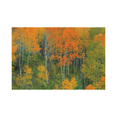 Abounding Color by Bill Sherrell - Wrapped Canvas Gallery-Wrapped Canvas Giclée