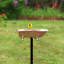 Bain d'oiseaux Brander-1041282362