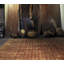 Rag Wool Striped Area Rug in Beige/Gold/Red