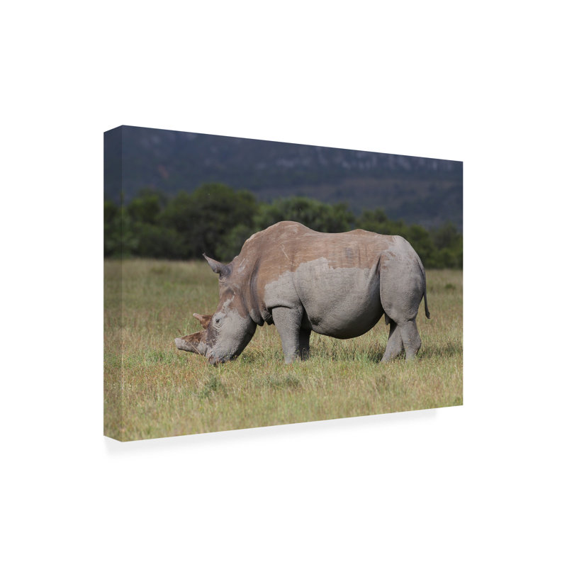 Bolog Bob Langrish White Rhino Canvas Art, 12" H x 19" W