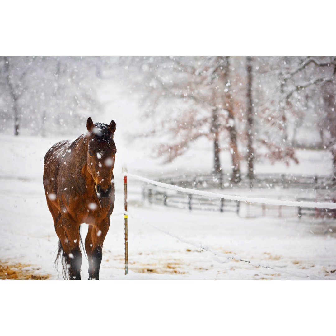 Pferd im Schnee von Magbug - Kunstdrucke auf Leinwand