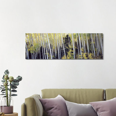 Aspen Trees In A Forest, Aspen, Pitkin County, Colorado, USA #2 - Wrapped Canvas Panoramic Print