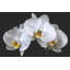 «Kerriana White Orchids Caught in Timeless Shadow on Rich Black», reproduction de photo sur toile tendue-1231658372