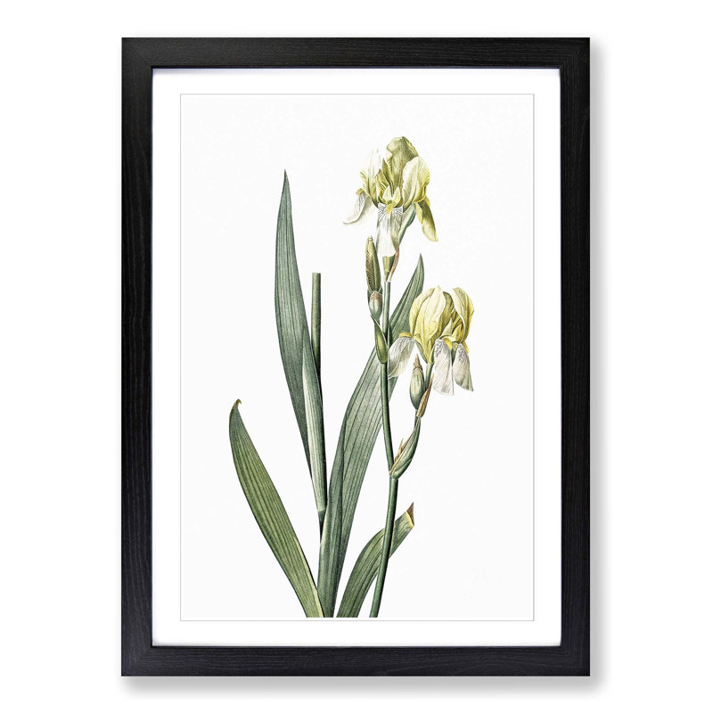 Lemon-yellow Iris Flowers by Pierre-Joseph Redoute - Picture Frame Painting Print, 36cm H x 27cm W x 2cm D, Black Framed