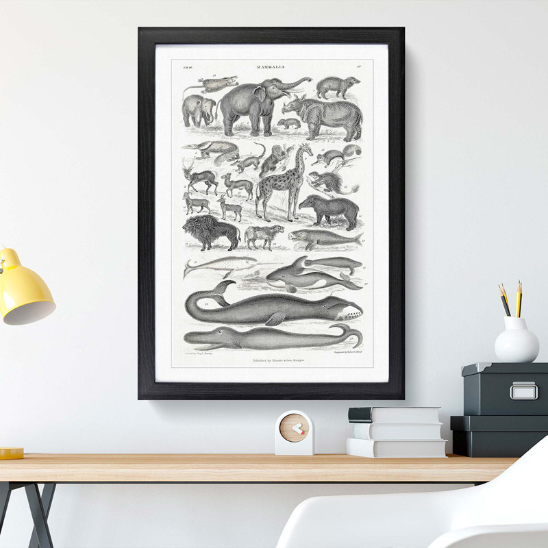 Study of Mammals LV by Oliver Goldsmith - Picture Frame Drawing Print, Black Framed, 65cm H x 48cm W x 2cm D