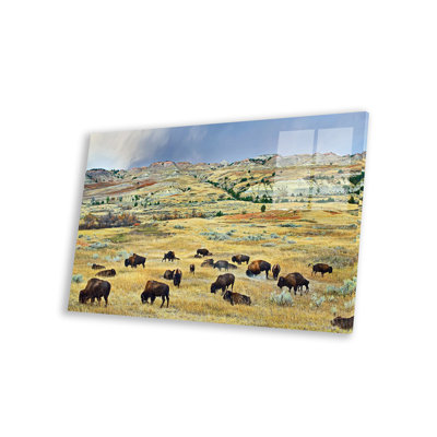 " American Bison Herd Grazing On Shortgrass Praire, North Dakota II " by Tim Fitzharris