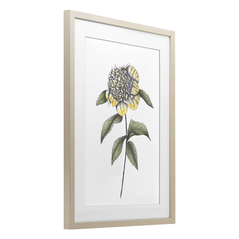 Camellia Flower Illustration, reproduction encadrée sous verre, conception de Cecilia Battaini, H 23 po x l 17 po