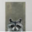 «Look Raccoon», reproduction sur toile tendue-27175509