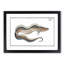 Sword-Fish by M.E. Bloch - Picture Frame Art Print-55616888-55616891