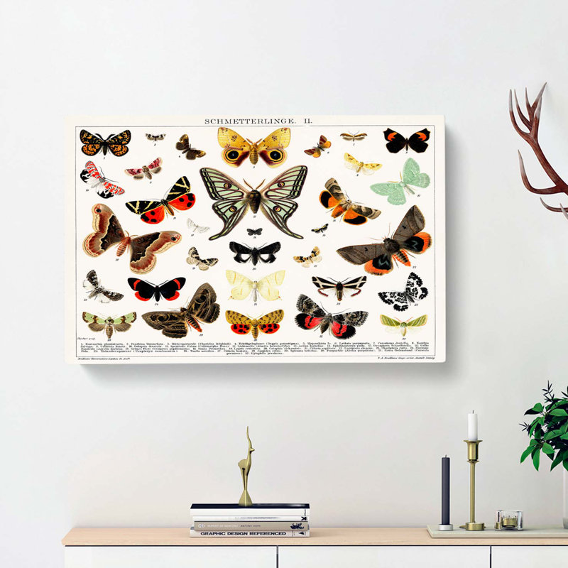 Butterflies & Moths by - Wrapped Canvas, 50cm H x 76cm W x 3cm D