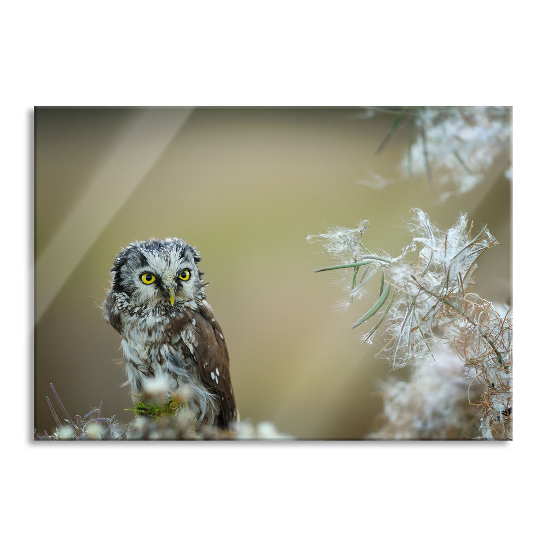 Ungerahmtes Foto auf Glas "Owl Admiring Leaf"