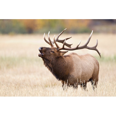 Elk Bugling - Wrapped Canvas Print