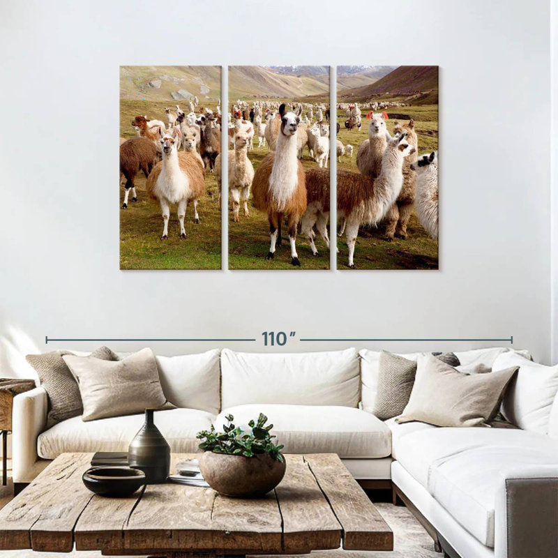 Brampt Llamas And Alpacas, 48" H x 74" W