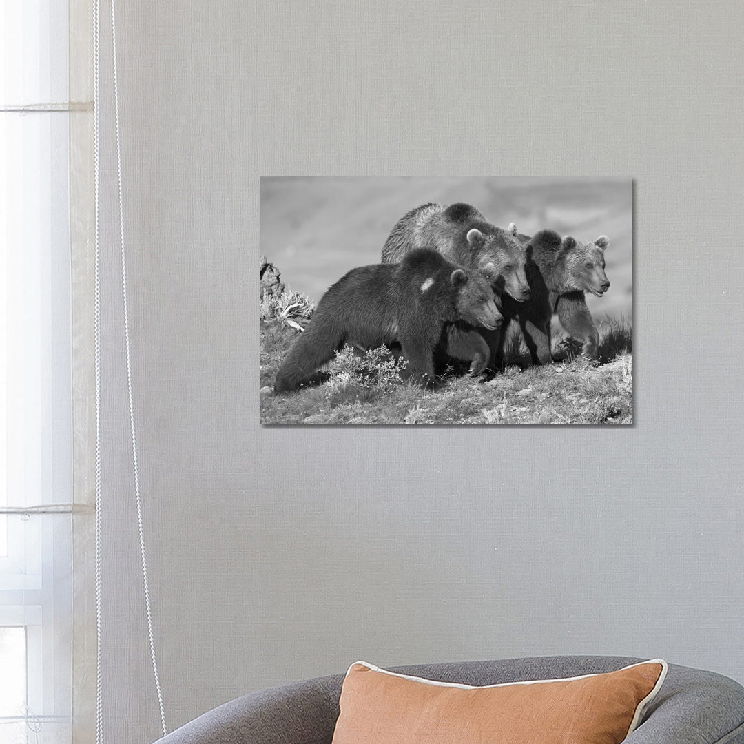 Grizzly Bear Mother With Two One Year Old Cubs, North America von Tim Fitzharris - Gallery-Wrapped Canvas Giclée