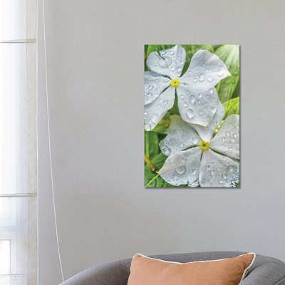 Water Drops On A White Flower - Wrapped Canvas Print