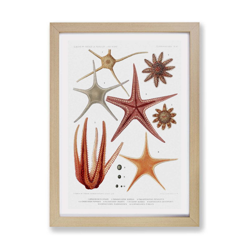 Selection of Starfish by Albert I - Framed Print, 24cm H x 33cm W x 2cm D, Oak