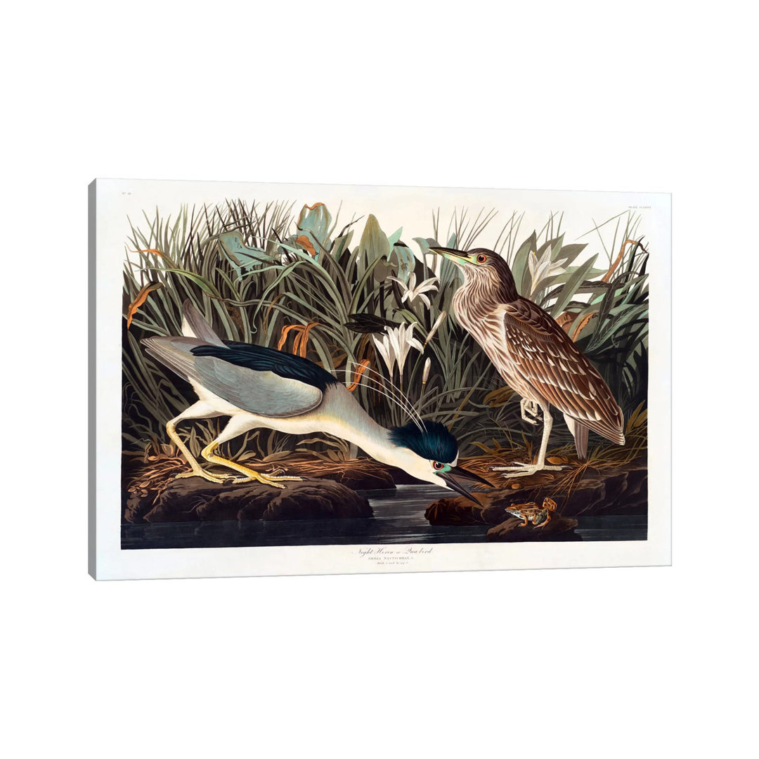 Black-crowned Night Heron Or Qua Bird by John James Audubon - Wrapped Canvas Gallery-Wrapped Canvas Giclée