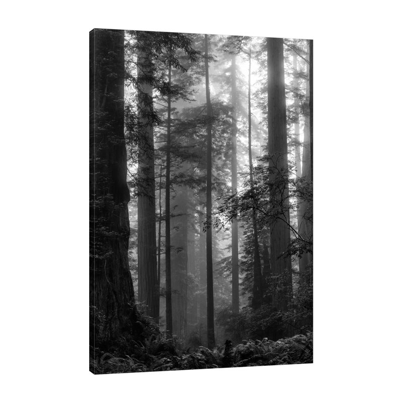 «North Coast Redwoods BW», toile tendue par Dianne Poinski, H 15 po x l 10 po x P 1,5 po