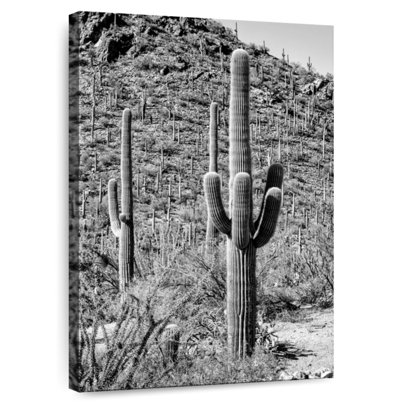 Harnek Black Arizona - Cactus Hill III, 45" H x 30" W