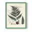 Collection de fougères VI, reproduction encadrée - bois massif-1390843677-1390843678