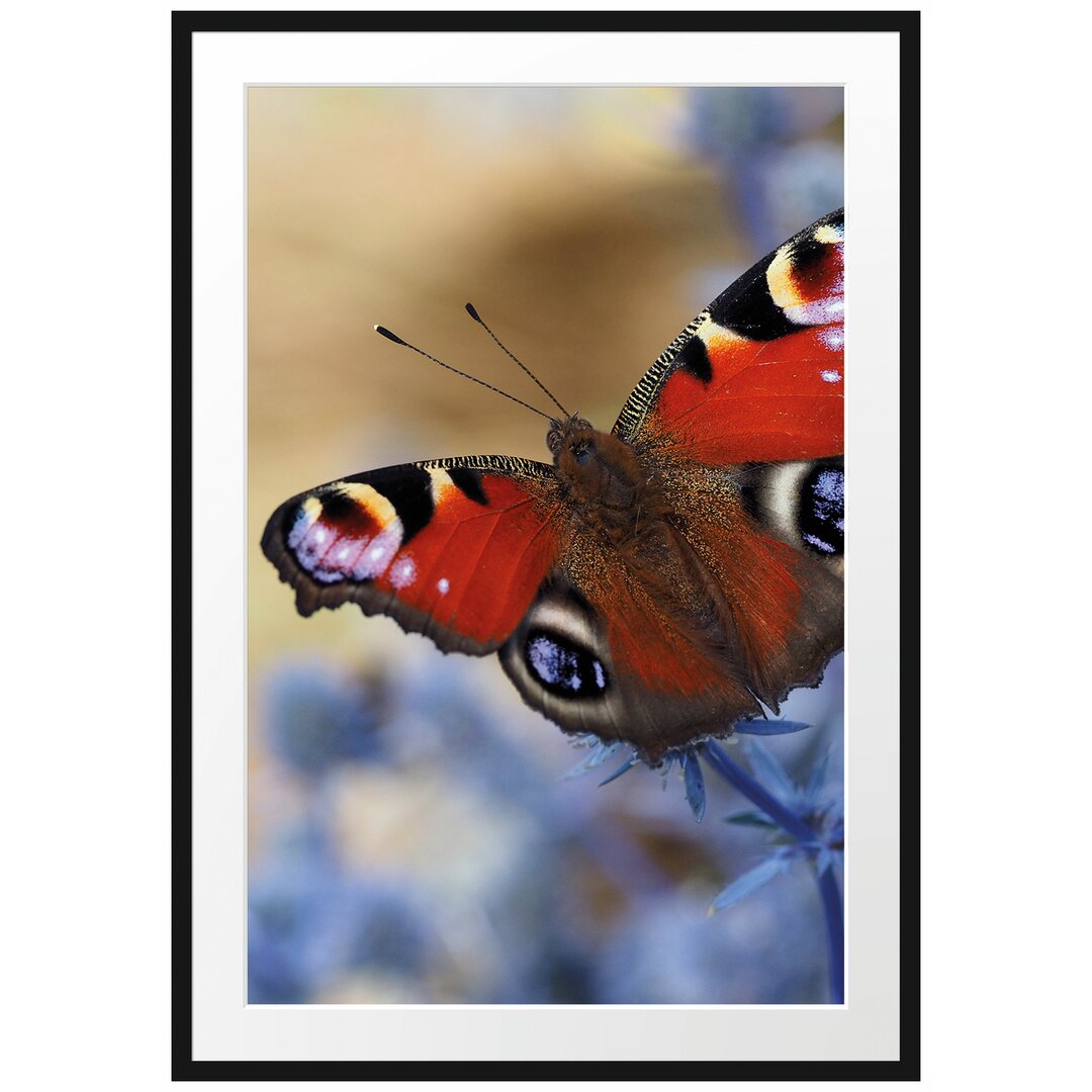 Gerahmtes Poster Schöner Schmetterling Pfauenauge