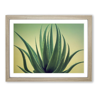 Showstopping Aloe Vera Plant - Single Picture Frame Print