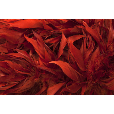 Red Boa Feathers of Birds by Magmos