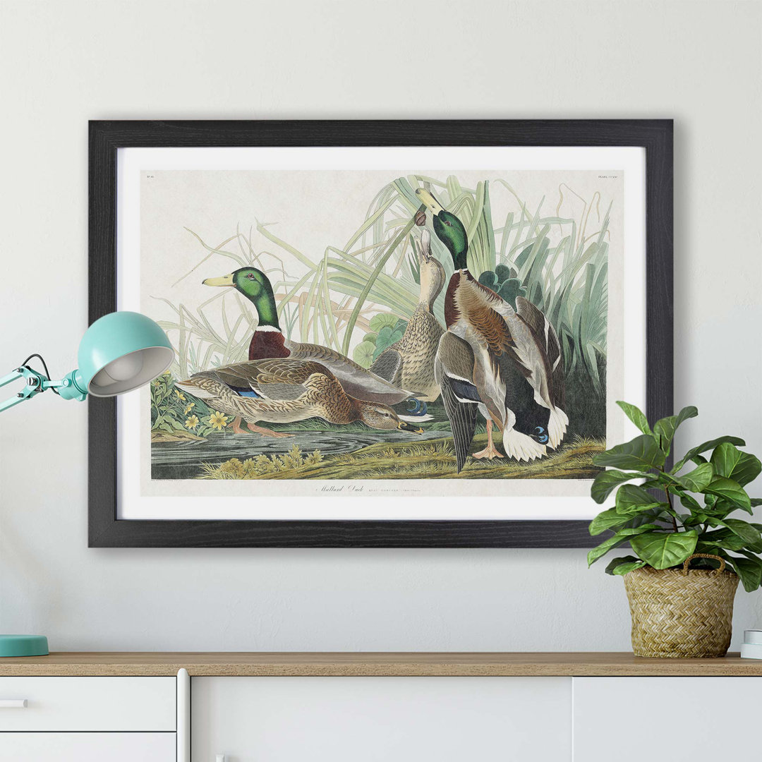 Mallard Ducks by John James Audubon - Framed Print