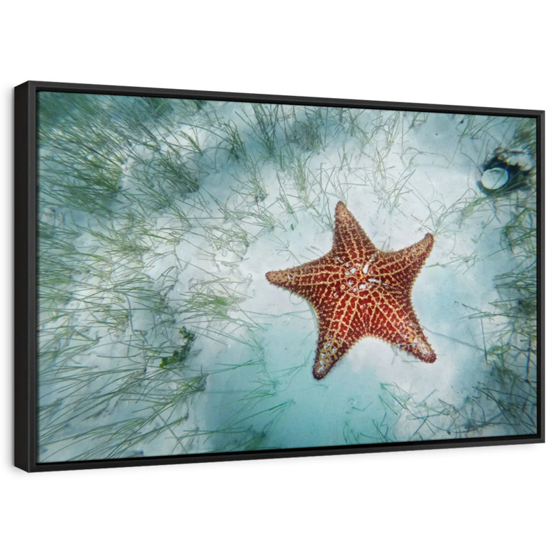 Impression sur toile d'étoiles de mer Shallows, H 9 po x l 13 po