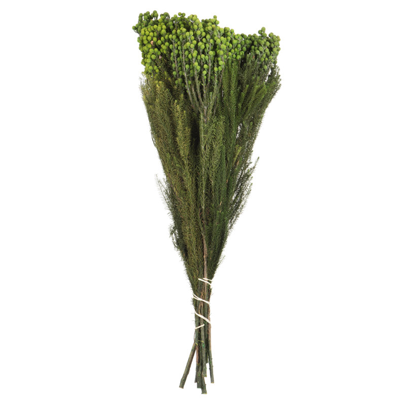 Primugue 12-15 po vert Lanuginosa, paquet de 5 à 6 oz, préservé