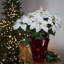 Arrangement de poinsettias-92906963-92906961-92906962