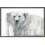 « polar bear », reproduction d’art encadrée-21128541