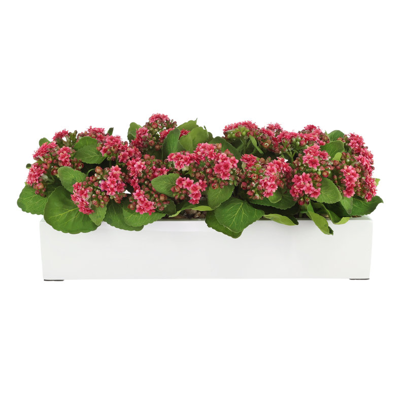 Arrangement Kallas Kalanchoe en pot de fibres, Rose foncé, H 9,5 po x l 23 po x P 9,5 po