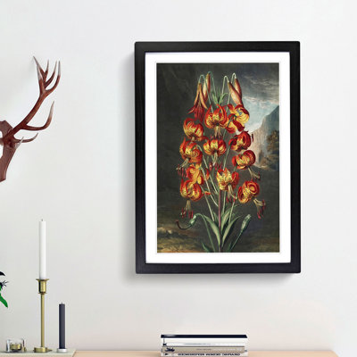 The Superb Lily by R.J. Thornton - Picture Frame Painting Print